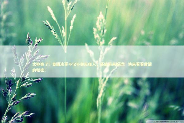太神奇了！泰国法事不仅不会反噬人，还能带来好运！快来看看背后的秘密！