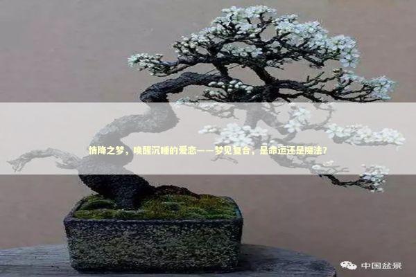 情降之梦，唤醒沉睡的爱恋——梦见复合，是命运还是魔法？
